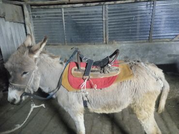 Другие с/х животные: Осёл рабочего ешек сатылат срочно улагы уйуру 💯💯💯 араба тартат жорго — 8