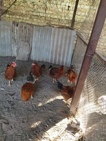 продажа щенков немецкой овчарки с документами в бишкеке: Продаю | Петух | Кучинская | На забой, Для разведения