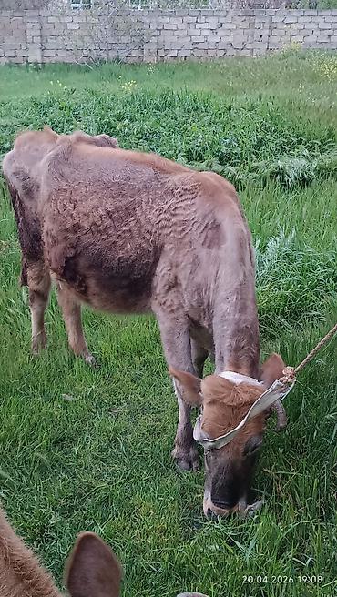 Inəklər, öküzlər: Simental tipli dişi inək - Rəng: açıq-qəhvəyi və ağ ləkəli - Sağım — 5