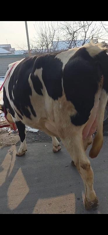 Inəklər, öküzlər: Südlük inək buzovla birlikdə - Cins: Holşteyn tipli, ağ-qara rəngli - — 8