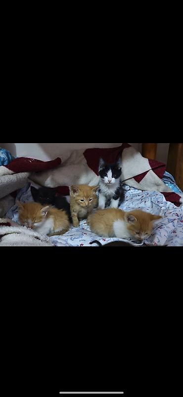 Кошки: Котики ищут дом и любящих хозяев))) есть котята 1,5 месяца и 3 — 3