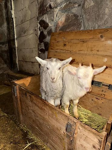Козы, козлы: Продаю | Козлёнок | Для разведения — 1