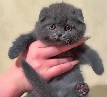 шатланские коты: Продаю котенка породистого девочка 10000с