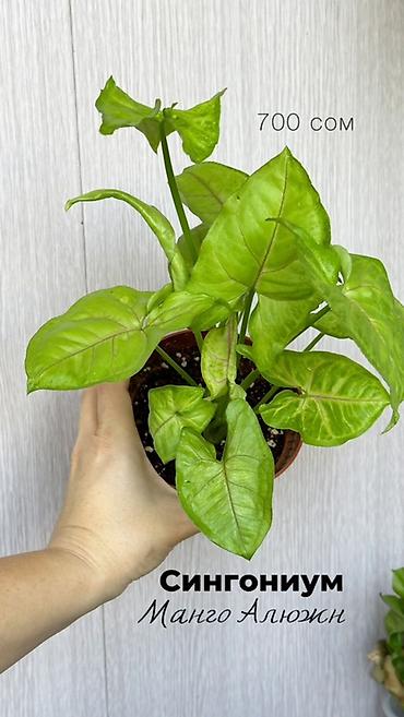 pinky clean бишкек: Комнатные растения в наличии🌿 Как всем известные, так и редкие — 7