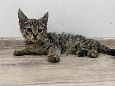 chi su: 🐾 Три котёнка ищут любящих хозяев 🐾 Трое очаровательных котят — 2