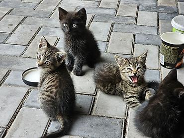 котят ош: Отдам котят в хорошие руки! Двое чёрных — мальчики, двое серых — — 1