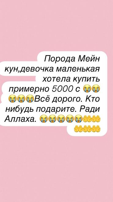 black cat: Кошка даром: Мейн-кун, Девочка — 1