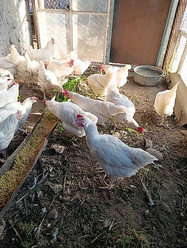 Птицы: Несушка тооктор уйдо оскон — 5