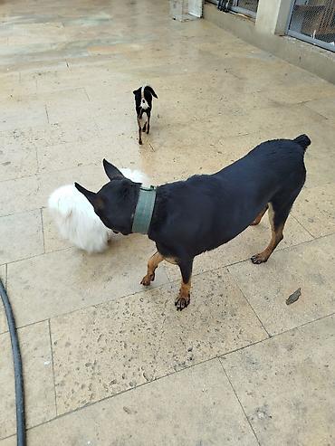 dişi doberman: Doberman, 1 il, Dişi, Peyvəndli, Ödənişli çatdırılma — 2