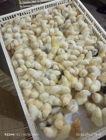 Digər quşlar: Her nov cuce satişi. xarkov çil 2m xarkov 1.50m atkas 3m avstroluq 3m — 19