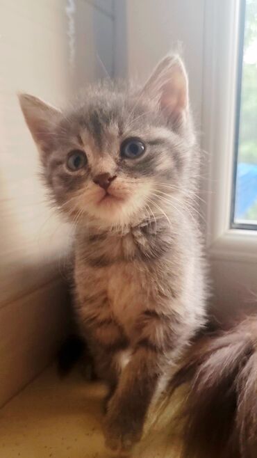 Pişiklər: Şotland, Erkək, Ünvandan götürmə, Ödənişli çatdırılma -da lalafo.az — 1 Pişiklər: Şotland, Erkək, Ünvandan götürmə, Ödənişli çatdırılma — 1