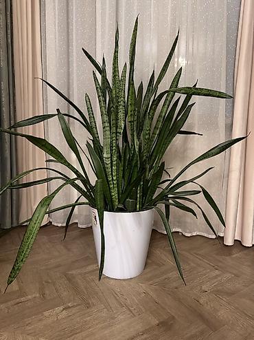 Сансевиерия (Sansevieria trifasciata, «щучий хвост») в декоративном