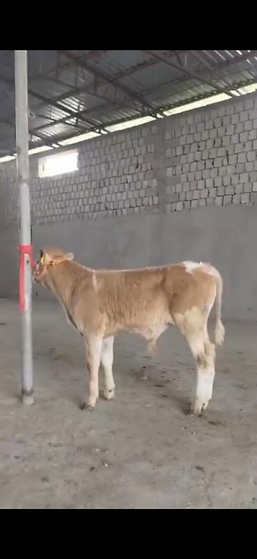 Dana, buzov: 2 ay yarimliq temiz saf qan simental dana erkək prablemi yoxdu yem ot -da lalafo.az — 1 Dana, buzov: 2 ay yarimliq temiz saf qan simental dana erkək prablemi yoxdu yem ot — 1