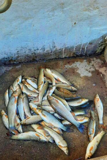 Bağ evlərinin kirayəsi: 100 kv. m, 2 otaqlı, Hovuzsuz, Qaz, İşıq, Su — 9