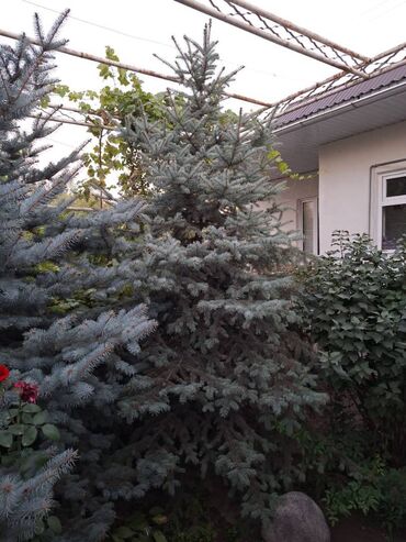 Саженцы деревьев: Ели, Самовывоз