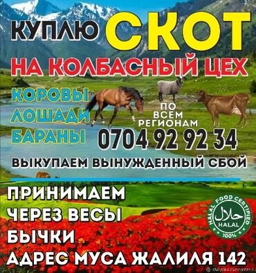сколько стоит карликовый пудель: Куплю | Другие с/х животные | Любое состояние