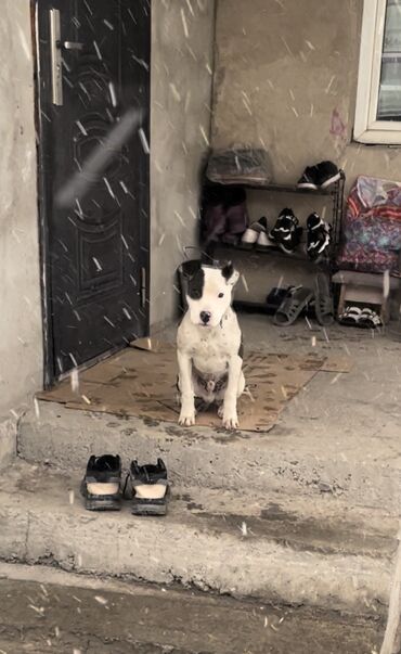 питбул щенок: Питбуль щенок сын Атамана черно-белого 
4 месяцев