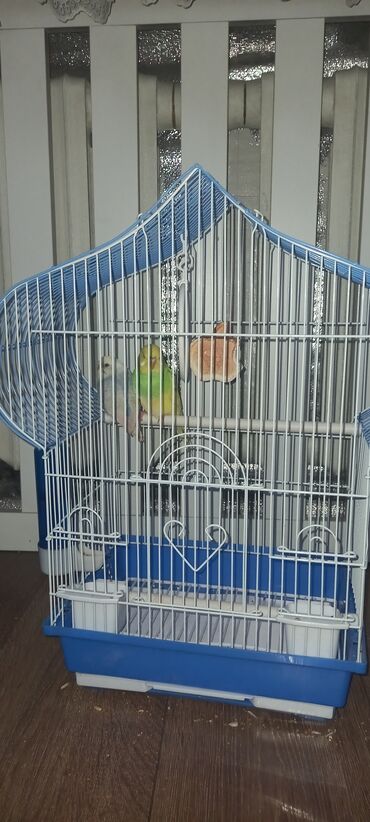 объявления птицы: Волнистые попугаи самка и самец, за весь комплект (клетка, ящики для