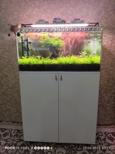 Gəmiricilər: Balıqlarla birlikdə, 250 l, Ünvandan götürmə