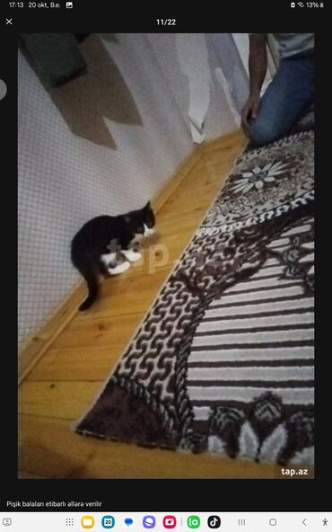 Pişiklər: Yaxşı əllərə — 7