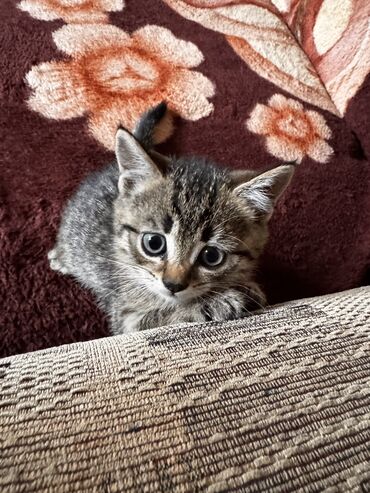 именные ошейники для кошек на заказ: Скотиш Страйт (Шотландская прямоухая), 1 месяц, Девочка, Черепаховый, С прививками
