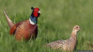 талас ат: 🐦 ПРОДАЁТСЯ ФАЗАН! 🐓 🔥 Красивый фазан по хорошей цене! ✅ Красивая и — 3