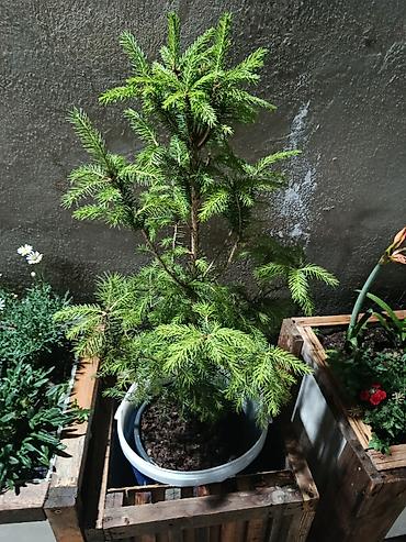 yolka: Qara küknar (Picea) – qablarda əkilmiş dekorativ həmişəyaşıl — 7