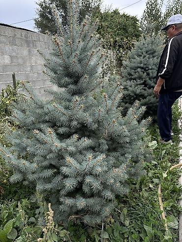 Ель голубая (Picea pungens Glauca) — декоративные саженцы с насыщенной