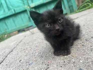 кошачий мята: Отдадим котят в хорошие руки 4 котенка : 3 девочки и 1 — 5