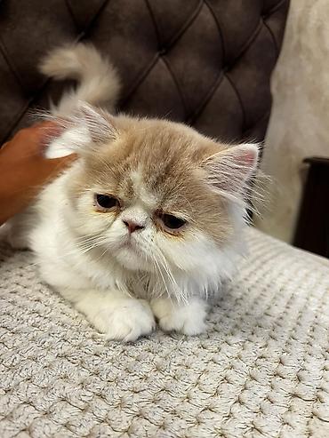 Mačke: Na prodaju egzotični kratkodlaki mačići (Exotic Shorthair) — 11