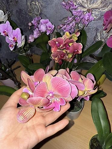 Орхидеи: Орхидея оптом и в розницу принимаем корпоративные заказы !!! Г at lalafo.kg — 26 Орхидеи: Орхидея оптом и в розницу принимаем корпоративные заказы !!! Г — 26