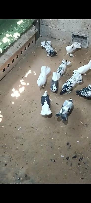 pulcuqlu heyvanlar hansılardır: Qara-ağ və ağ rəng çalarlarında dekorativ göyərçinlər dəsti - Növ — 3