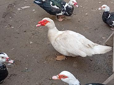 Ördəklər: 2 Erkey 10 dişi yumurtamaq üzredi CİDİ fikri olan YASİN burda ve ya — 8