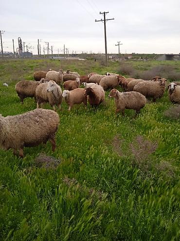 Qoyunlar, qoçlar: Dişi, il: 1, Damazlıq, Ünvandan götürmə — 7