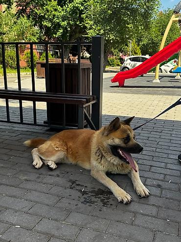 ucuz ev itleri: Akita-inu, 1 il, Dişi — 6