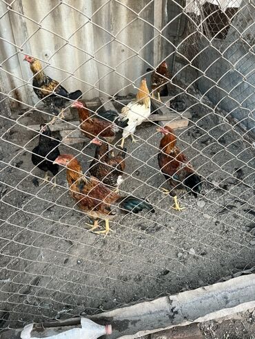 купить собаку для охоты: Продаю | Куры | Домашняя | Для разведения