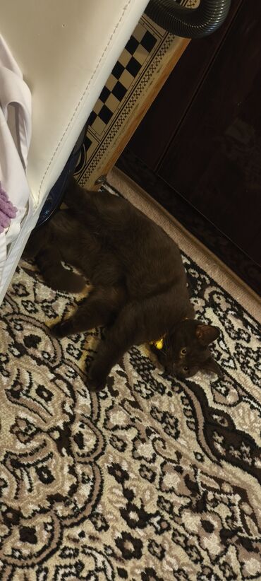 Pişiklər: Britan, Erkək, Yaxşı əllərə, Ünvandan götürmə -da lalafo.az — 2 Pişiklər: Britan, Erkək, Yaxşı əllərə, Ünvandan götürmə — 2