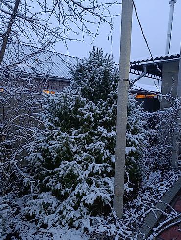 Пихта: Пихты/ели для участка - Живые хвойные деревья, выращенные на — 1