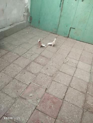 quş xana: Biri erkək,biri mayadır.Kəvən quşlardir.Iran cinsleridir.Qiymet cütüne — 3
