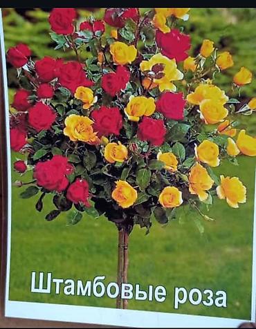 Арча, можжевельник: Ту я можжевельники разной формы ( спираль бонсай, пирамида глобус — 6