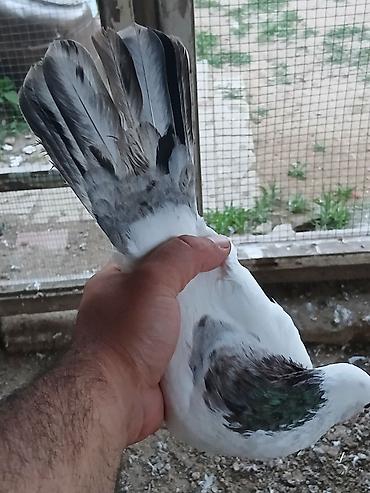 qus yuvalari: Əbreş boynu güllü ərkeydi tutulmadı sol qanadnın altında zilonkası var — 3