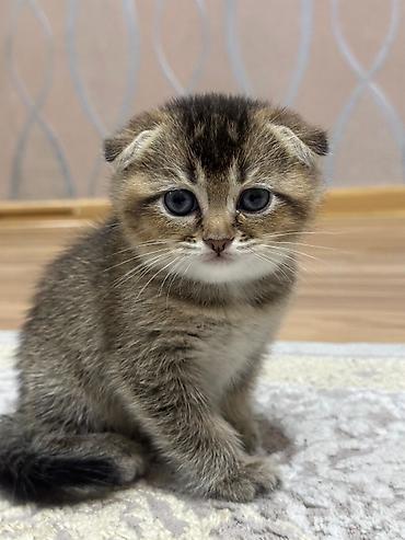 Pişiklər: Şotland yastı qulaq — 30