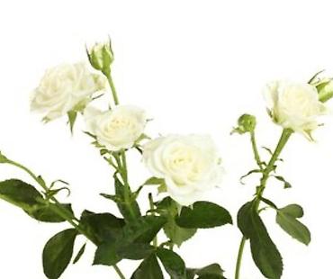 Роза: Продаю Розы ОПТОМ!!! На продажу есть розы в большом количестве разных — 9