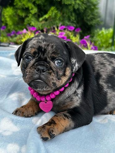 Petit Brabançon (Smooth Brussel Griffon) štenci u retkim i veoma — 3