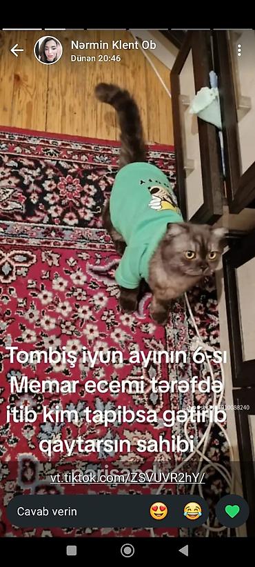 пишик: Британская — 10