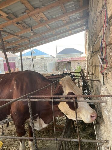 qurtuluşda iş elanları: Heyvanlara baxan adam lazımdır. Əslində ana bala və yaxud tək qadın