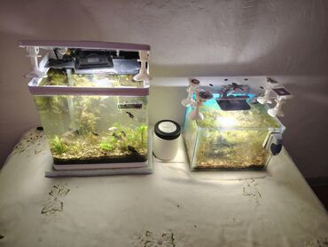 Akvariumlar: Balıqlarla birlikdə, 20 l, Ünvandan götürmə, Ödənişli çatdırılma