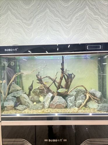 аквариум и рыбки: Изготовление аквариумов по вашим размерам, изготовление террариумов на