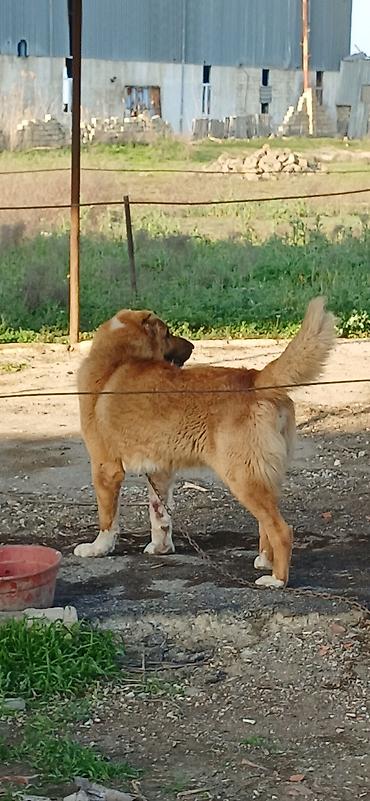 İtlər: Qurdbasar, 2 il, Erkek, Peyvəndli — 9