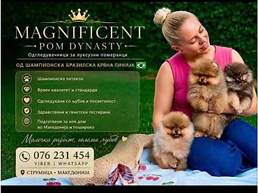 doberman cena: Ekskluzivni pomeranci iz vrhunske brazilske krvne linije — 10